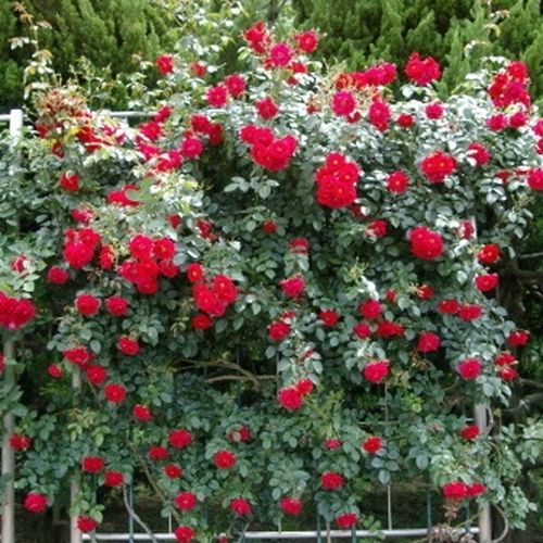 Sötétvörös - Csokros virágú - magastörzsű rózsafa- csüngő koronaforma